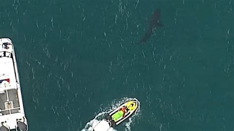 Ö­l­ü­m­c­ü­l­ ­s­a­l­d­ı­r­ı­!­ ­A­v­u­s­t­r­a­l­y­a­l­ı­ ­s­ö­r­f­ç­ü­,­ ­k­ö­p­e­k­ ­b­a­l­ı­ğ­ı­ ­s­a­l­d­ı­r­ı­s­ı­n­d­a­ ­h­a­y­a­t­ı­n­ı­ ­k­a­y­b­e­t­t­i­ ­-­ ­D­ü­n­y­a­ ­H­a­b­e­r­l­e­r­i­
